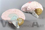 Life-size, 2 part Human Brain Anatomy Model